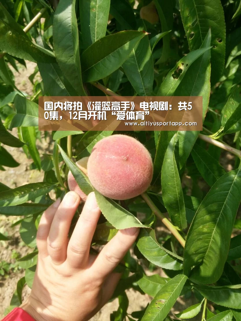 国内将拍《灌篮高手》电视剧：共50集，12月开机“爱体育”
